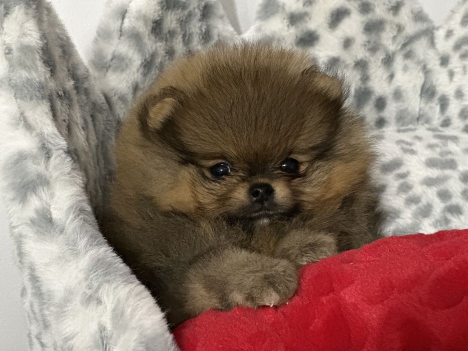 Szpic miniatutowy pomeranian FCI cudenka