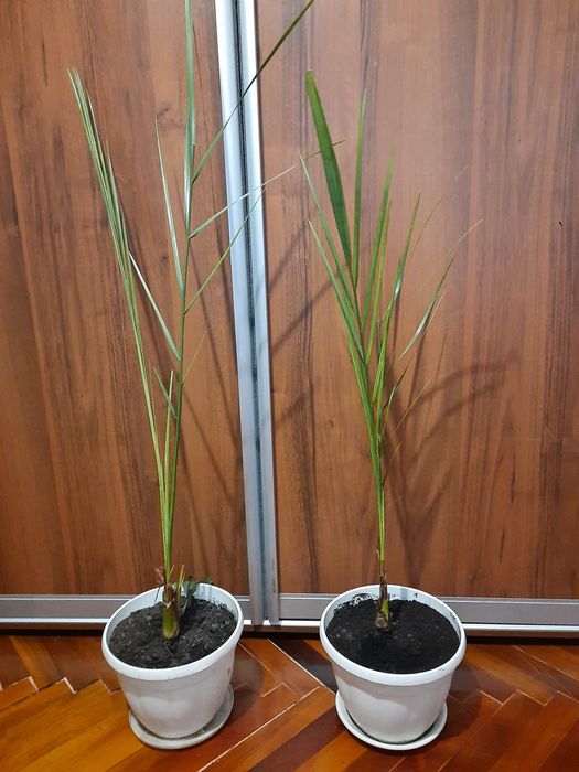 Фінікова  пальма