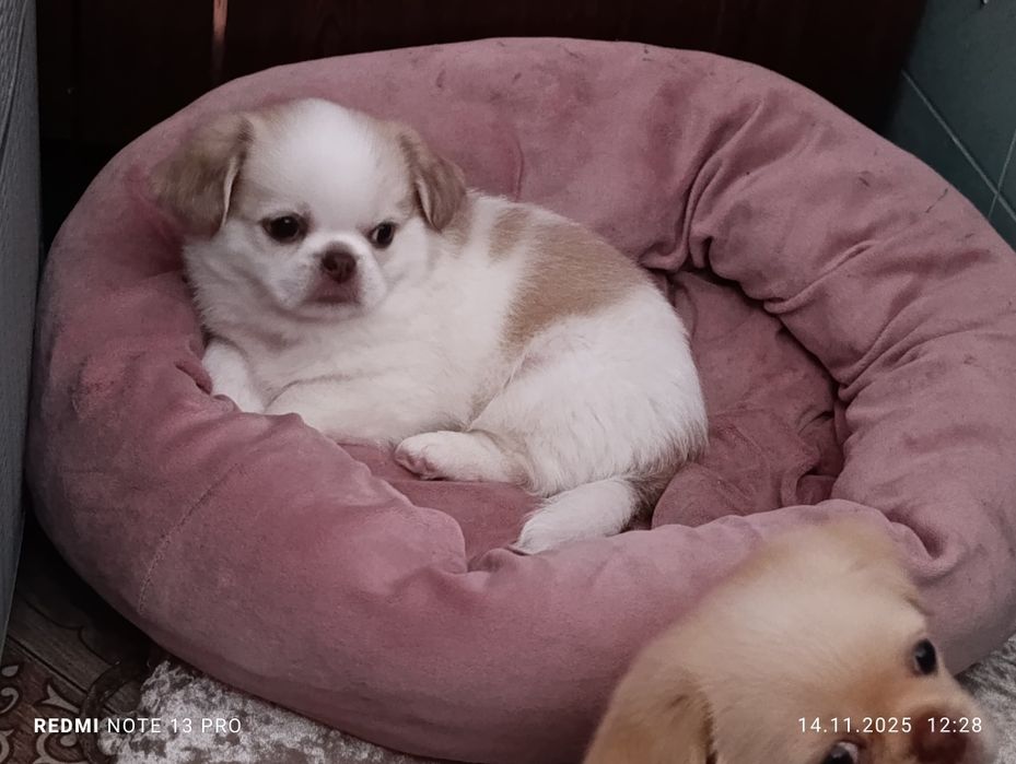 Щенки королевского короткошерстного  пекинеса , цуценята пекінесу