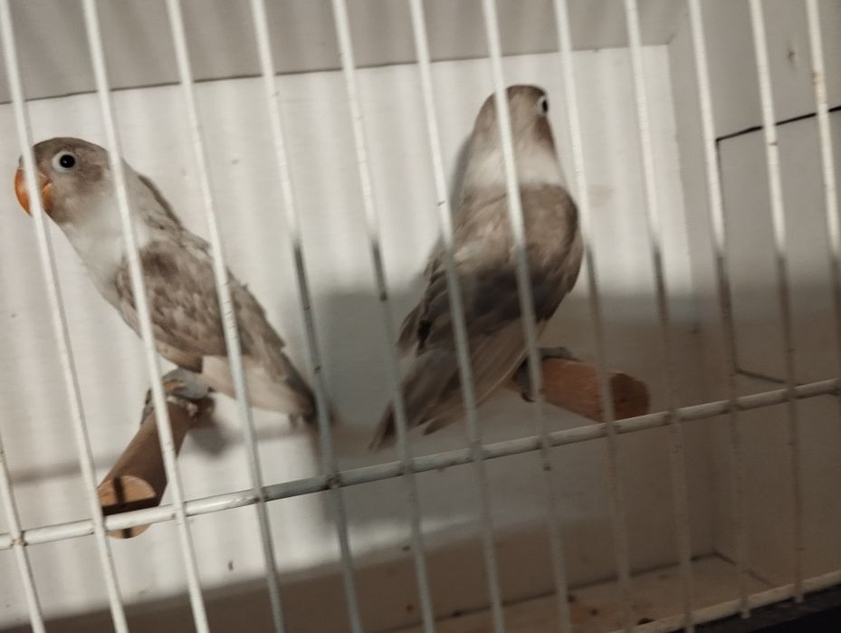 Nierozłączki czerwonoczelne 2025 r