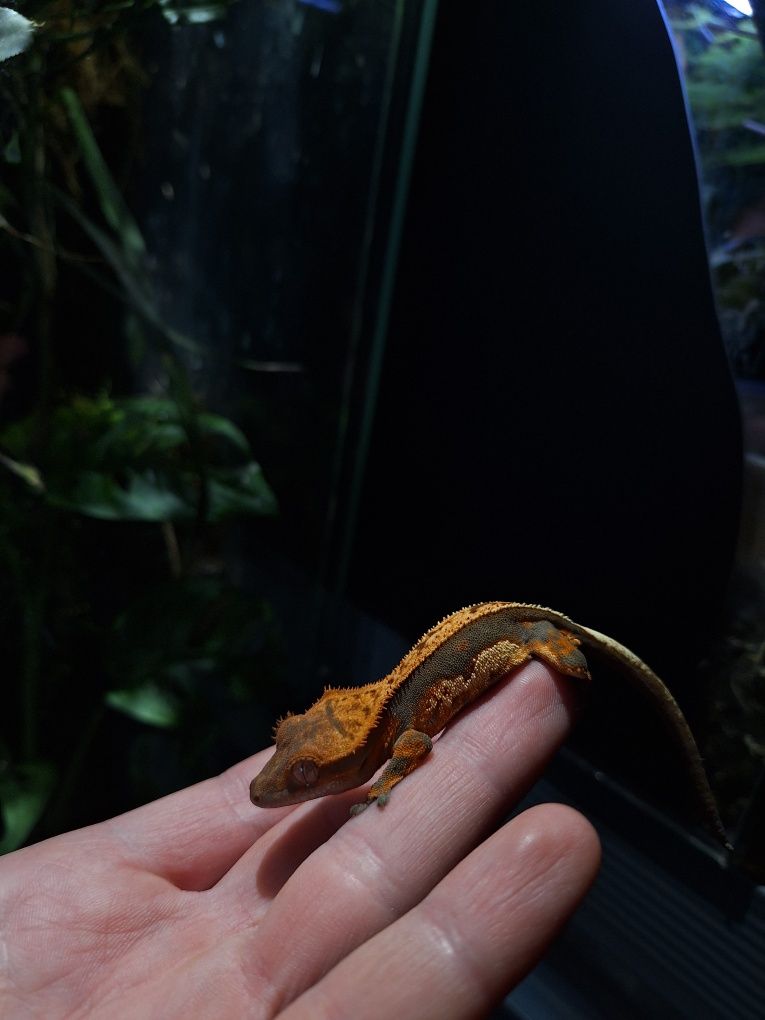Gekon orzesiony gekony jaszczurka terrarium