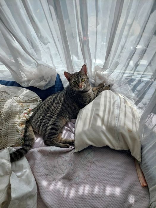 Кот Матроскин ищет семью