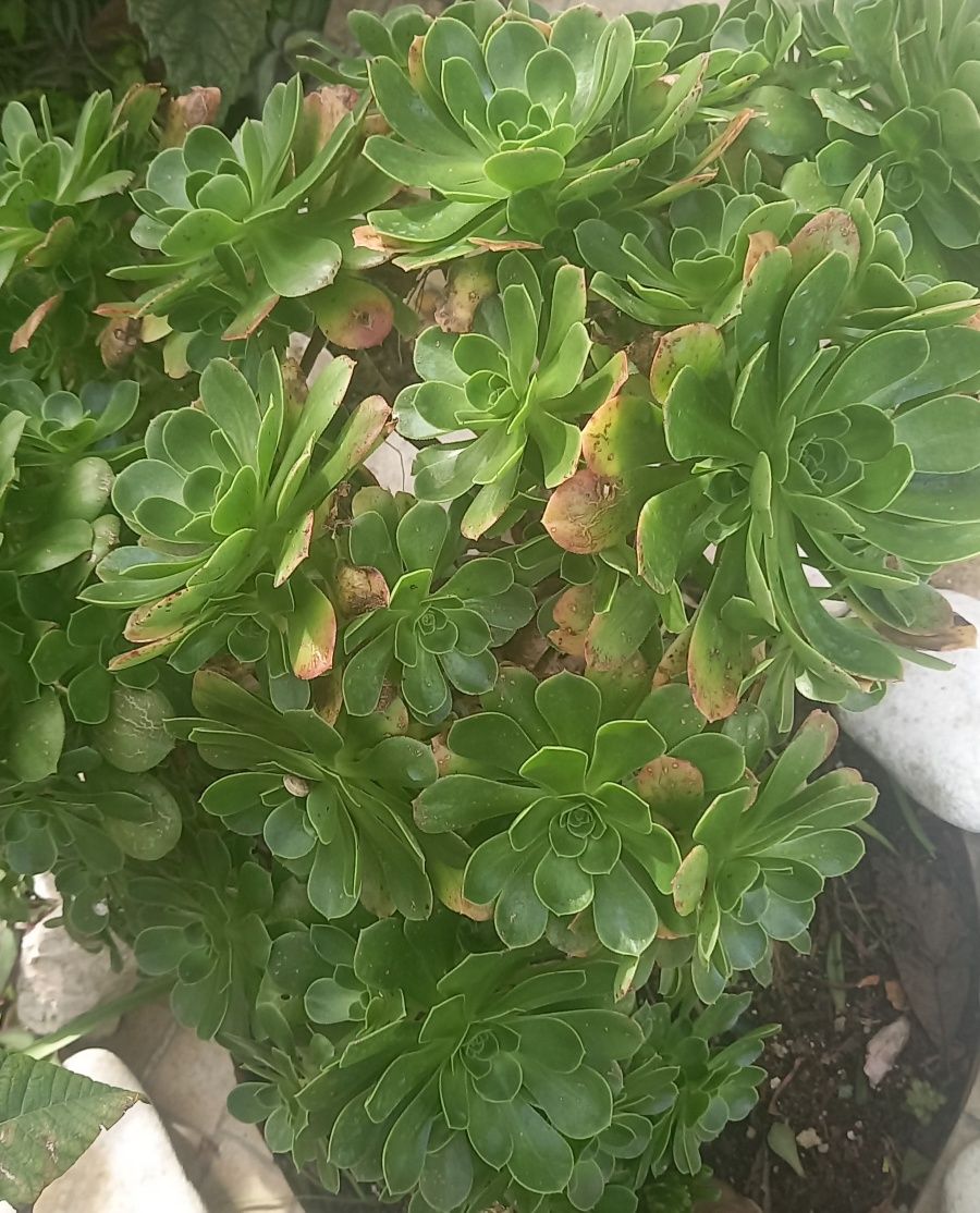 Aeonium- planta- jardim