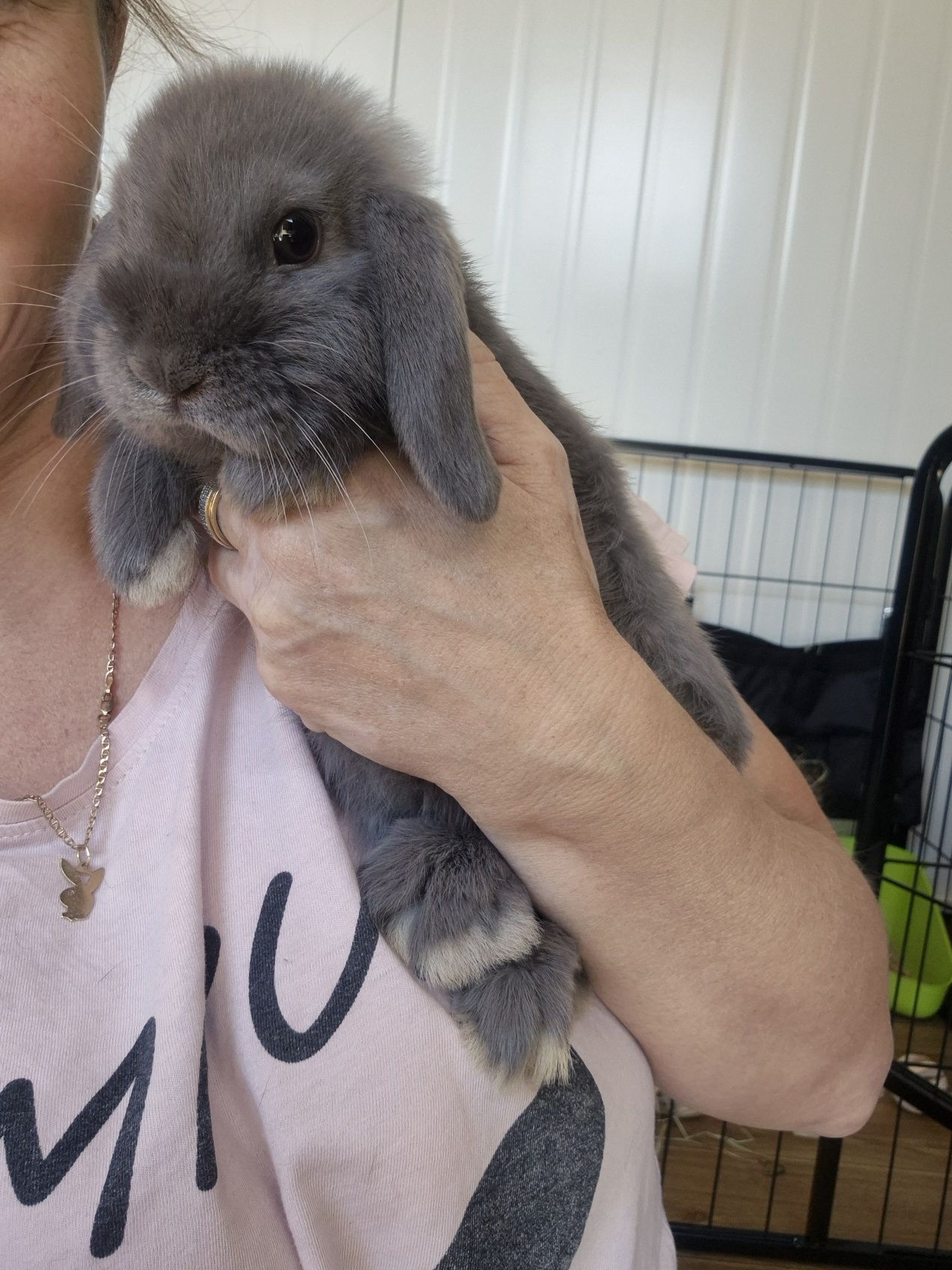 Króliczki Mini Lop