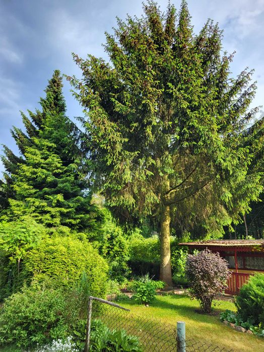 Działka rekeacyjna ROD Rybnica 570m2