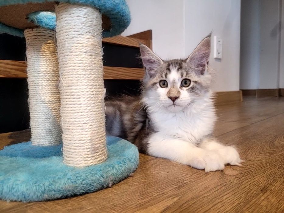 Kotek EROS Bagheera Pl Maine Coon