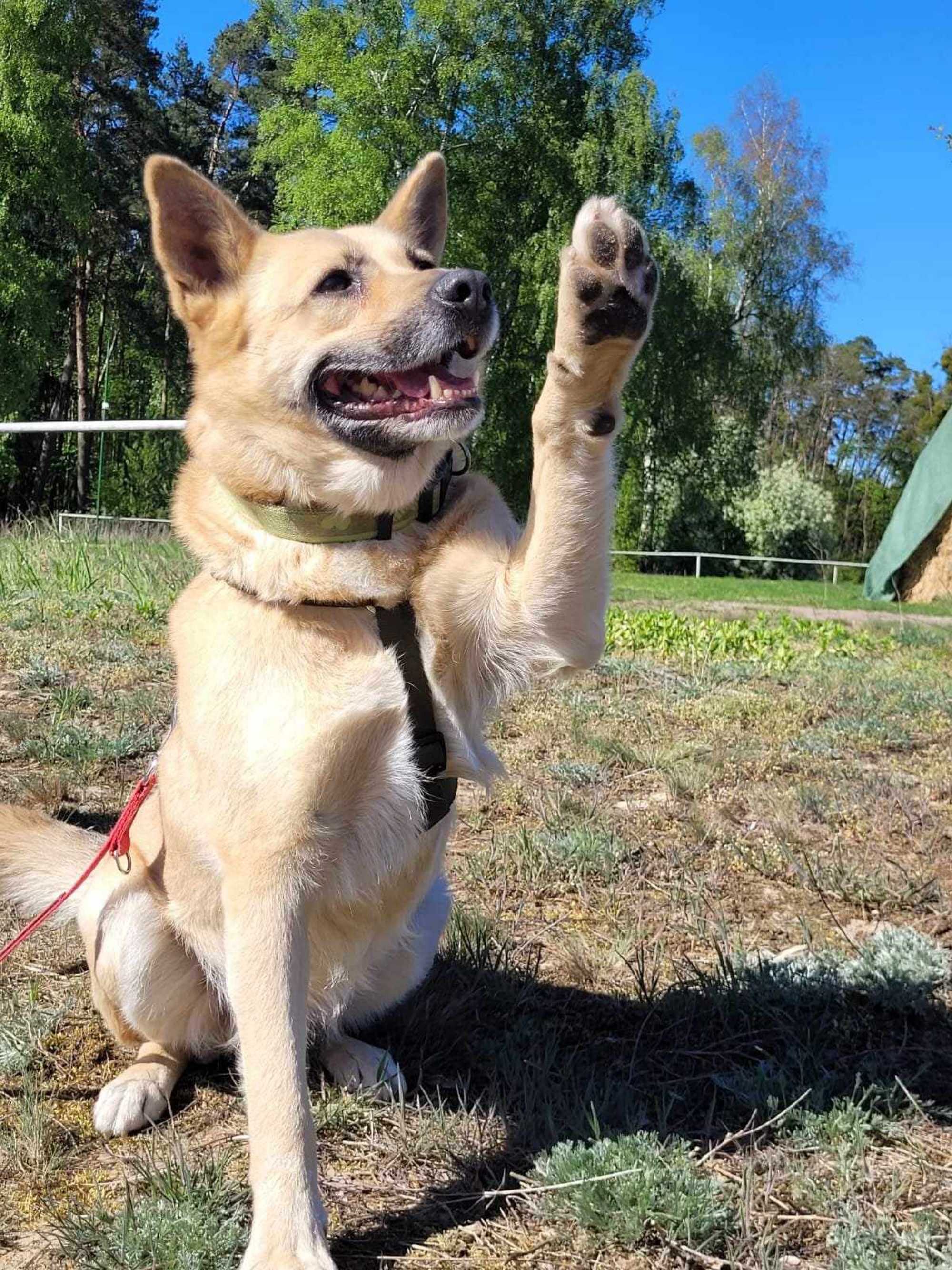 BUNIA typ:  AKITA, 4 lata, 25kg