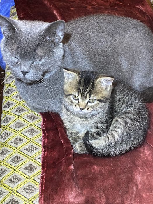 Британський котик