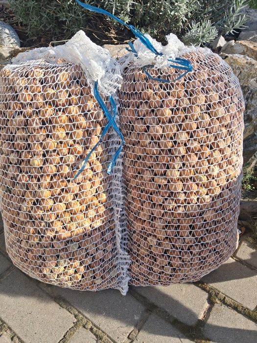 Orzechy laskowe 20kg