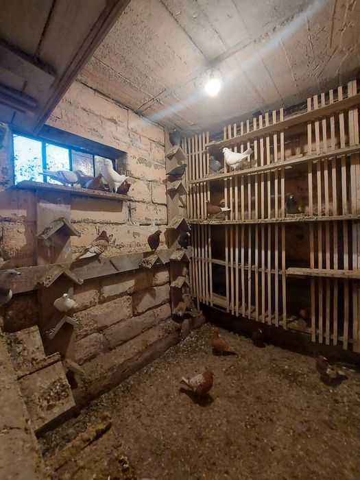 Sprzedam różne gołębie