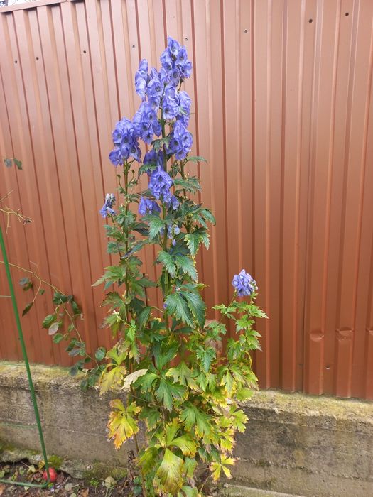 Аконіт високорослий великоквітковий