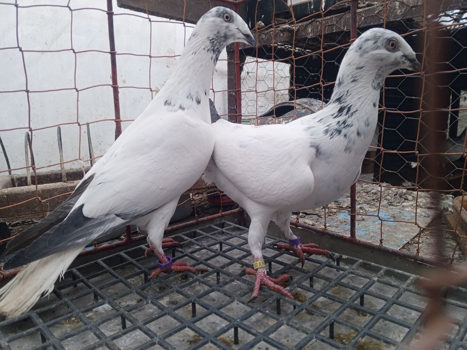 Łódzki Pstry Łódzkie pstre ptaki gołębie ozdobne