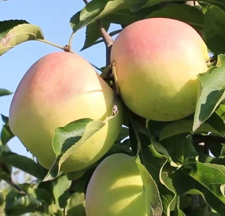 Jabłka Gold Milenium Antonówka Szara Reneta Kosztela sok z jabłek 2x5l