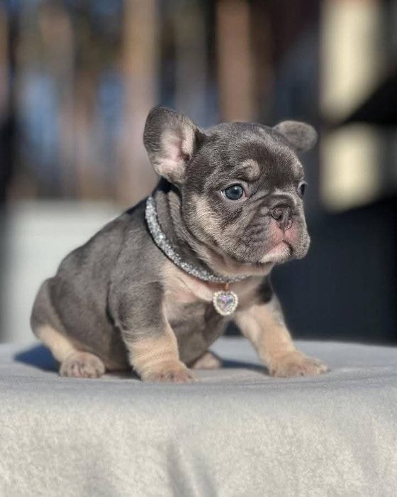 Дівчинка файна.блакитна .