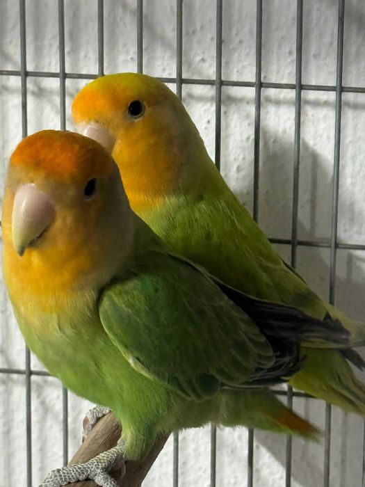 Agapones longfeathers