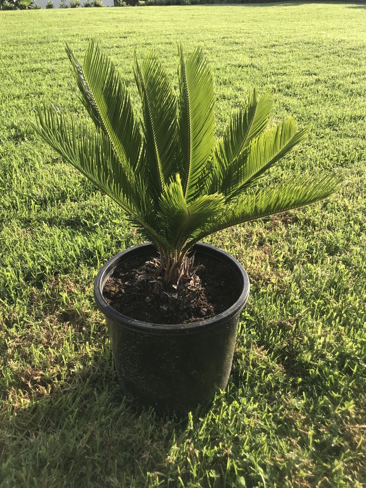 Planta Sica - Cycas revoluta