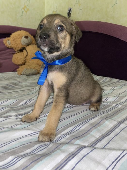 цуценята шукають саме тебе