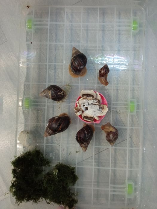 Равлики імакулята!