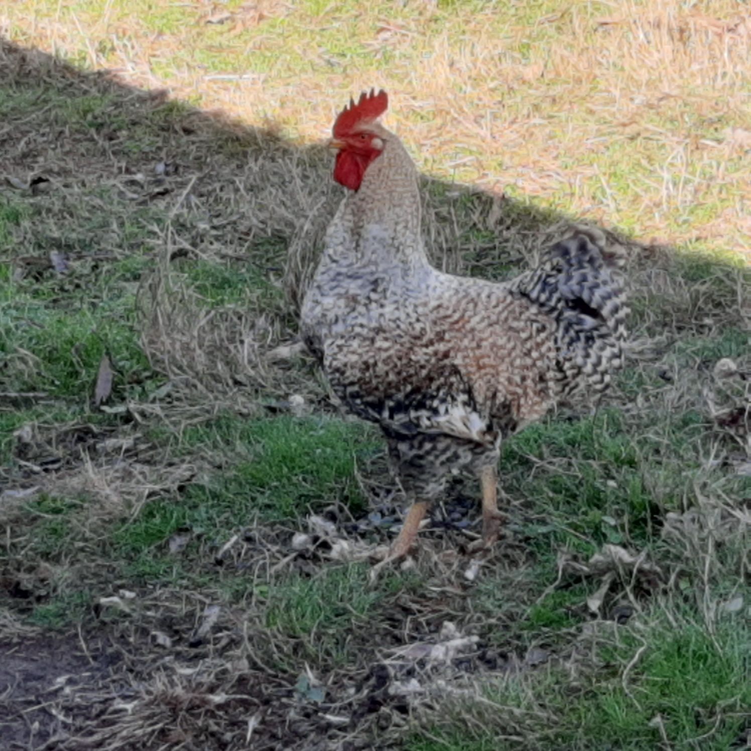 Galos caseiros de campo