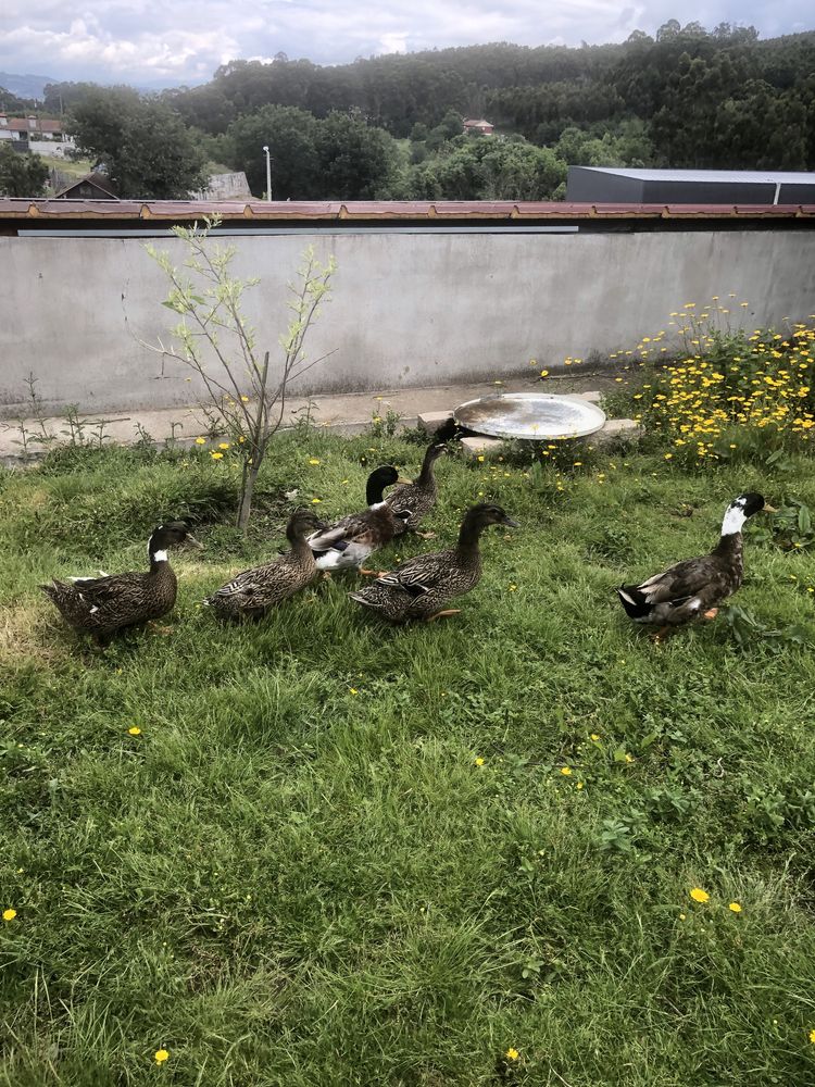 Macho pato rouen