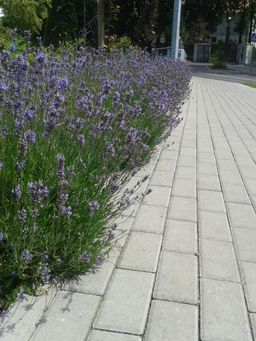 ~Lawenda wąskolistna Mrozoodporna Ładne sadzonki!! Tanio Wysyłka