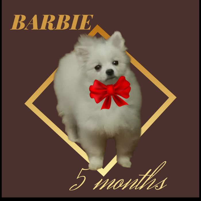 Сахарная девочка