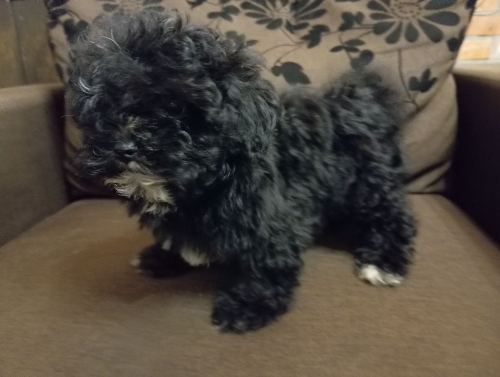 Gibson - Russkaya Tssvetnaya Bolonka - gotowy do odbioru