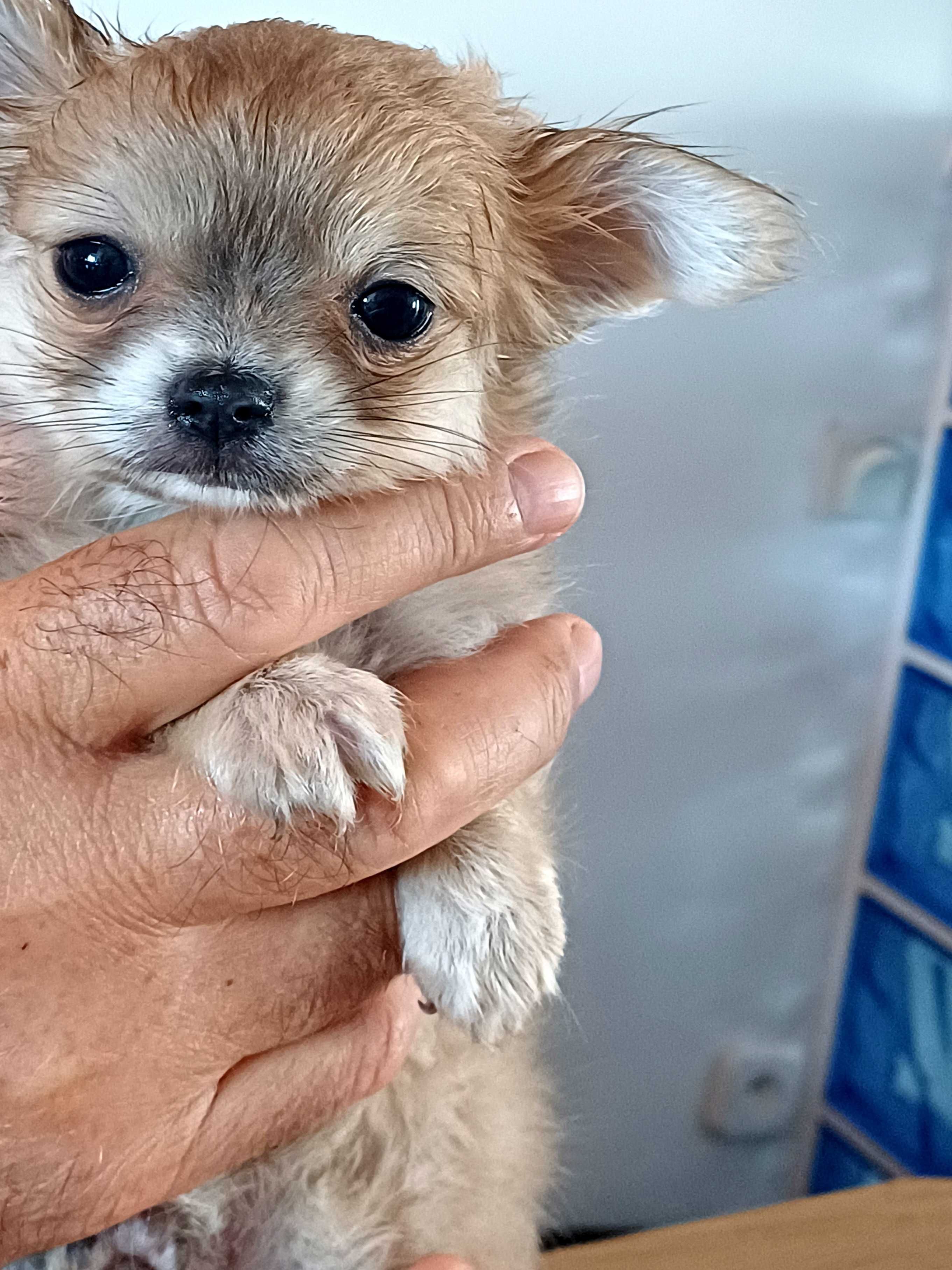 Chihuahua Beżowa Dziewczynka