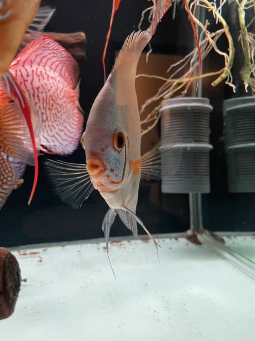 Discus - Diamond Blue e Heckel Cross