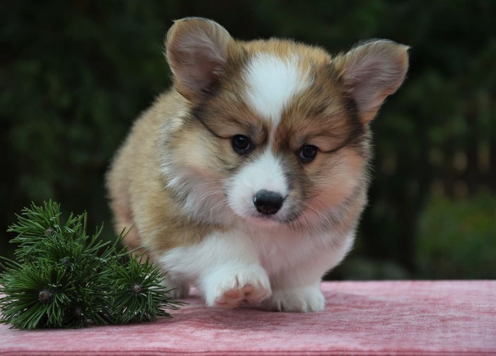 Вельш Коргі Пемброк