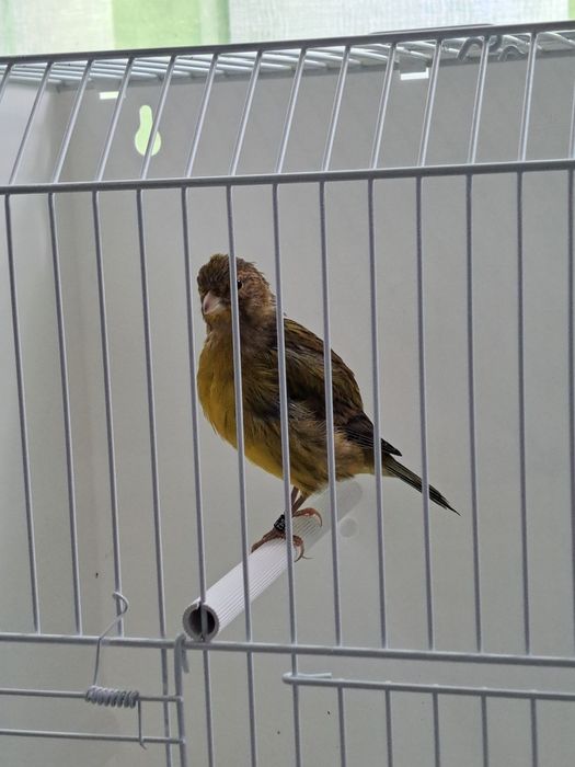 Canários Fife Fancy