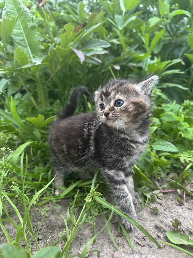 Шотланські котенята