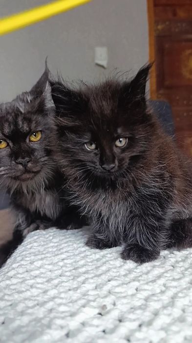 Котята породы Мейн Кун