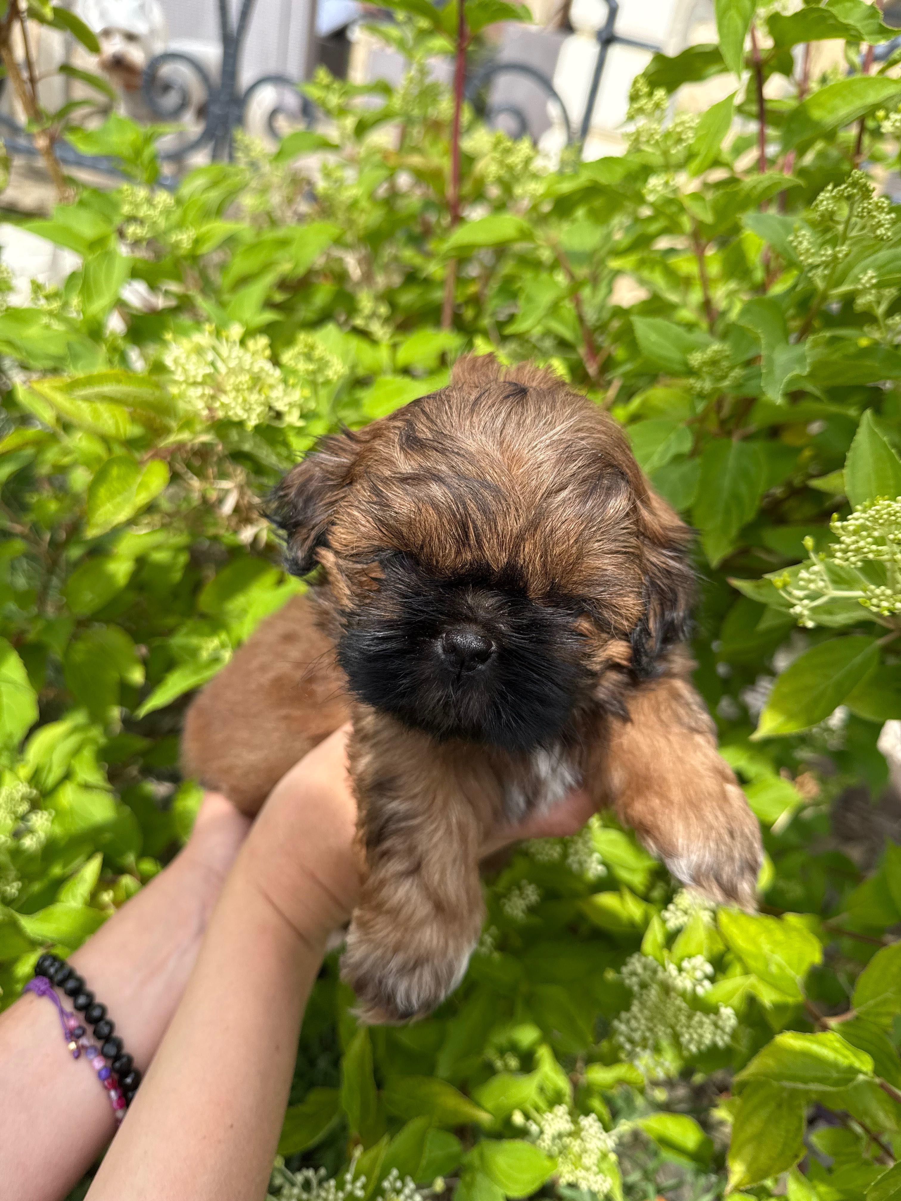 SHIH TZU  ZKWP/FCI - do rezerwacji