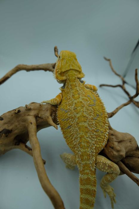 Agama brodata - Jaszczurka dla początkujących gekon zbożowka anolis