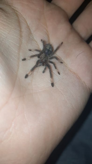 P. irminia ok. 2DC Parki