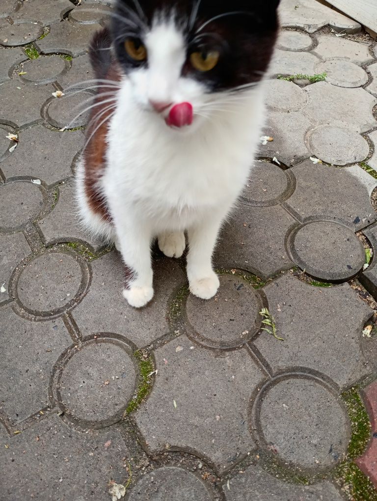 Отдам в добрі руки кошенят