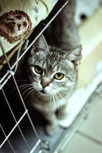 Silver kotka do adopcji ze schroniska samotna ma charakter zwierzeta
