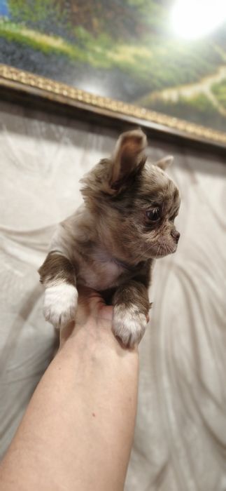 Шикарний хлопчик чихуашик.к