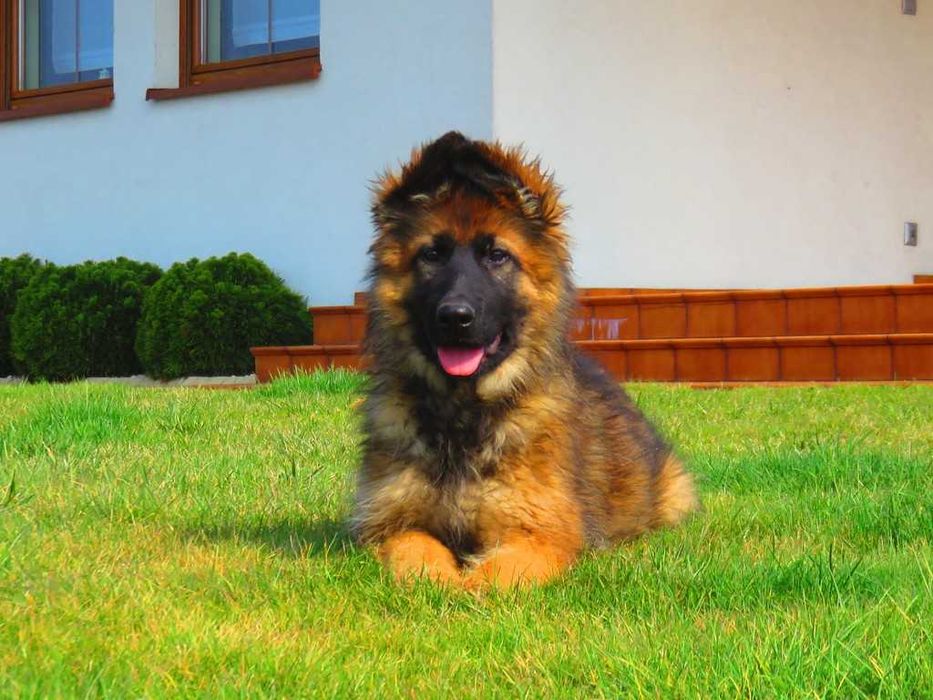 Owczarek Niemiecki Długowłosy Wilczasty Pies