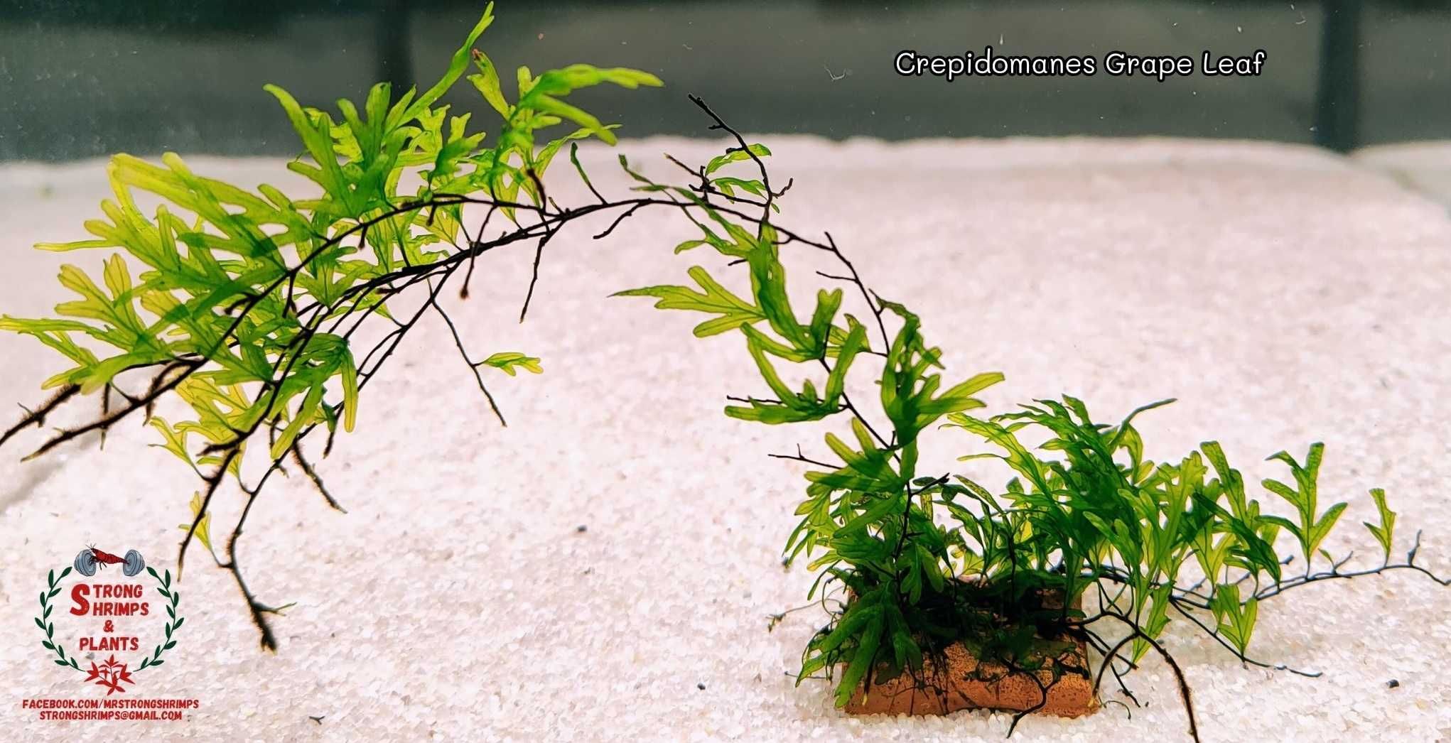 Crepidomanes Grape Leaf Rarytas