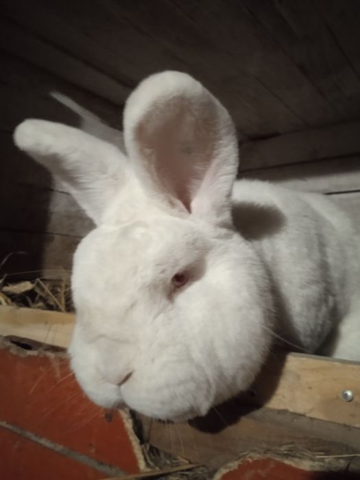 Samiec Nowozelandzki biały