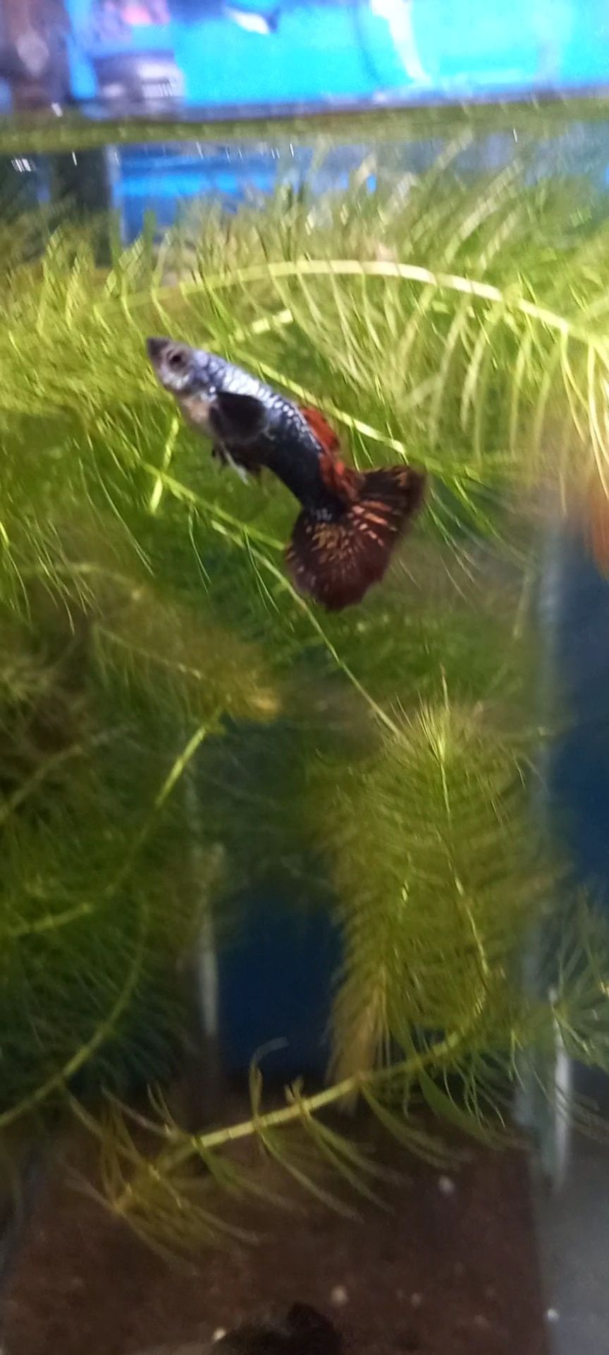 Guppy red dragon