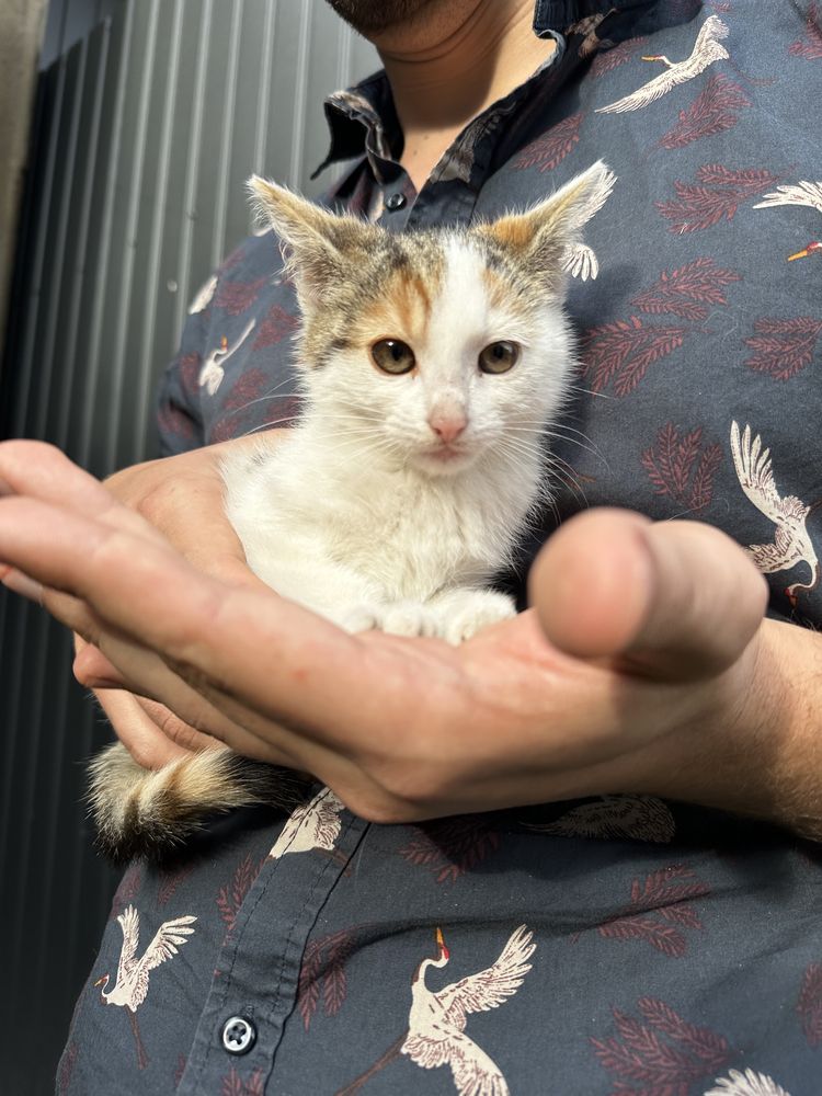 Cztery kotki do adopcji