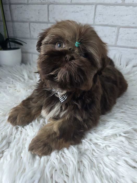 Shih Tzu Samiec Czekoladowy
