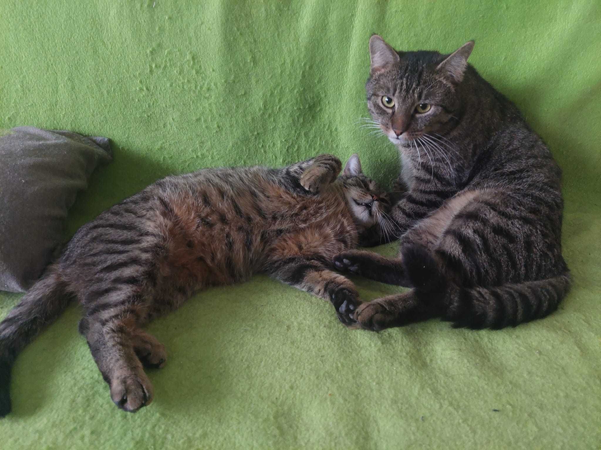 Michałek i Brzusia wspaniały ok 2 let.duet do pilnej adopcji Wioletta