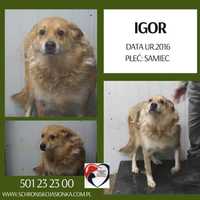 Igor-do adopcji schronisko Jasionka