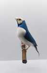 Diamante Gould 24/25