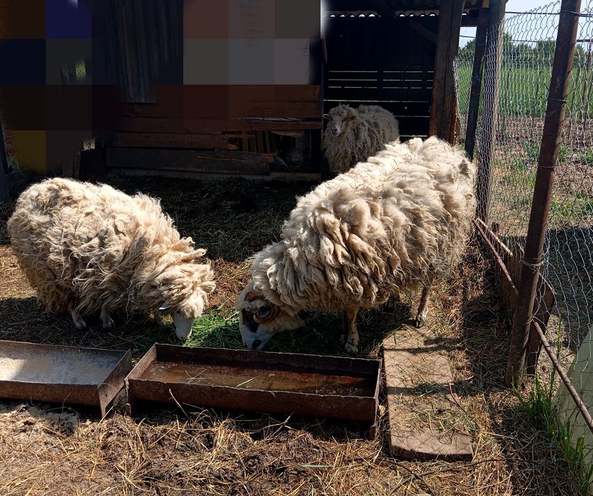 Продаються вівці