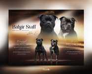 Staffordshire Bull Terrier, Staffik, stafik, FCI (ZKwP), szczenię